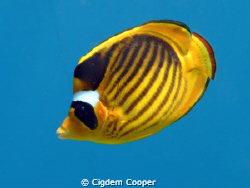 Raccoon butterflyfish by Cigdem Cooper 